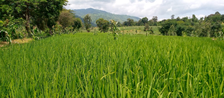 Grâce à l’encadrement et le suivi des agronomes de la LOFEPACO, les riziculteurs de Kyatsaba bénéficiaires du projet PASA-NK parlent d’une évolution positive dans l’agriculture de riz et la maximisation du taux de production (Témoignage)